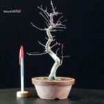 Acero palmato var. Deshojo