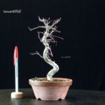 Acero palmato var. Deshojo