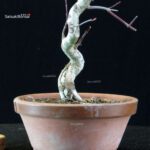 Acero palmato var. Deshojo - immagine 3