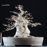 Acer Buergerianum - Kaede