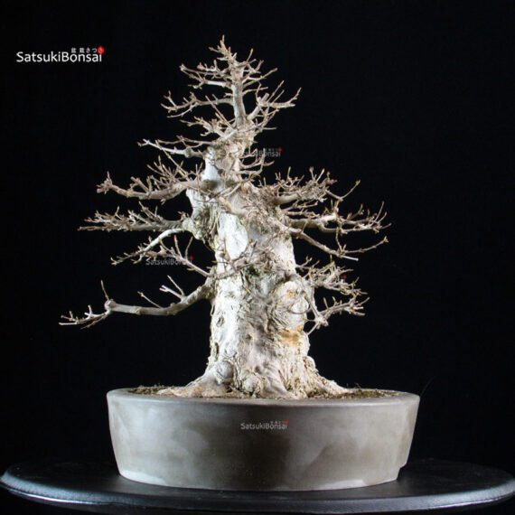 Acer Buergerianum - Kaede - immagine 2