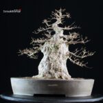 Acer Buergerianum - Kaede - immagine 4