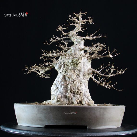 Acer Buergerianum - Kaede - immagine 4