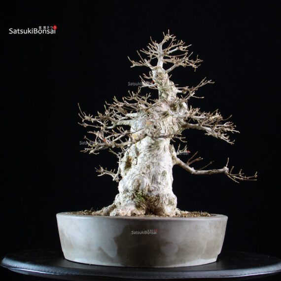 Acer Buergerianum - Kaede - immagine 3