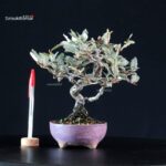 Eleagnus - Gumi