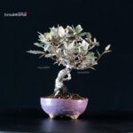 Eleagnus - Gumi - immagine 2