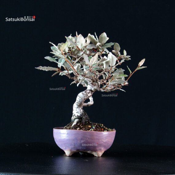 Eleagnus - Gumi - immagine 2