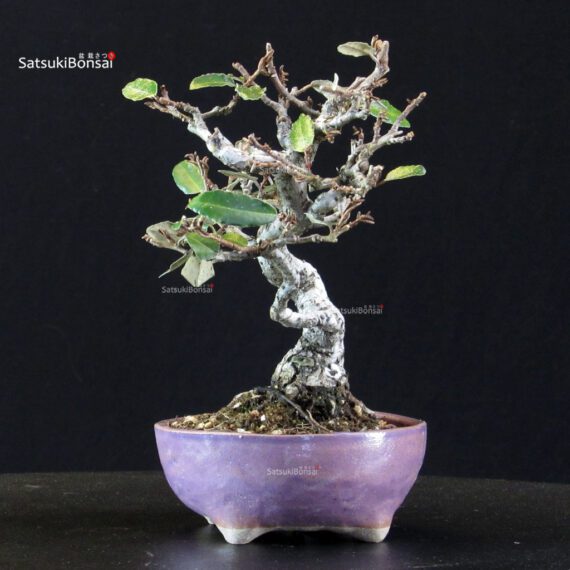 Eleagnus - Gumi - immagine 2