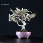 Eleagnus - Gumi - immagine 3