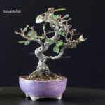 Eleagnus - Gumi - immagine 3