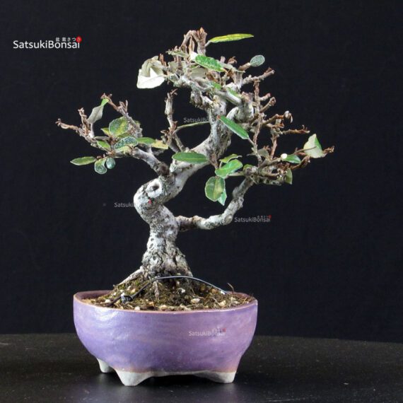 Eleagnus - Gumi - immagine 3