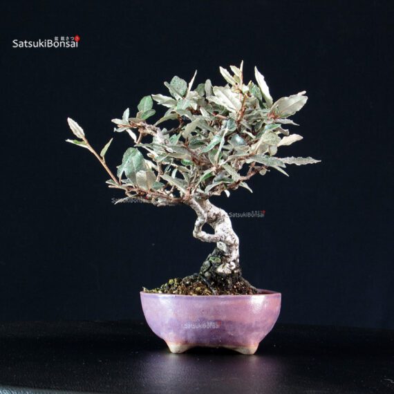 Eleagnus - Gumi - immagine 4