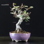 Eleagnus - Gumi - immagine 4