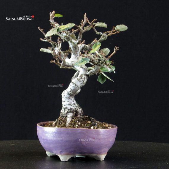 Eleagnus - Gumi - immagine 4