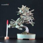 Eleagnus - Gumi