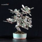 Eleagnus - Gumi - immagine 2