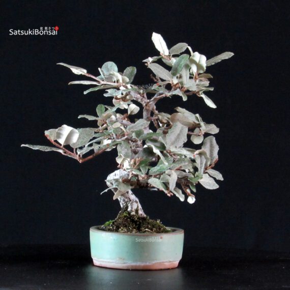 Eleagnus - Gumi - immagine 2