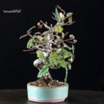 Eleagnus - Gumi - immagine 2