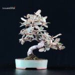Eleagnus - Gumi - immagine 3