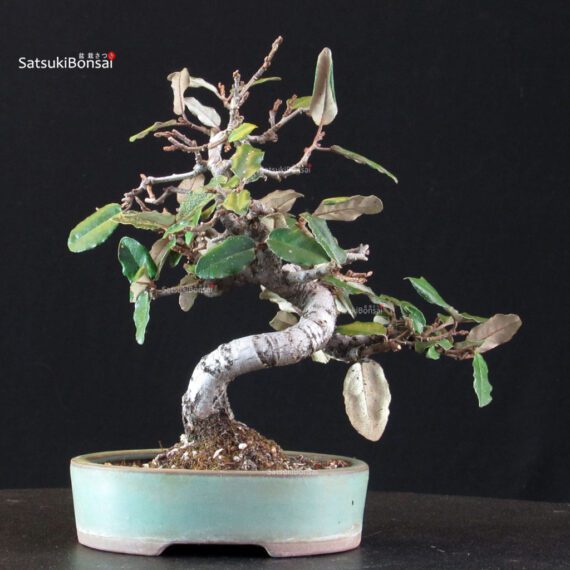 Eleagnus - Gumi - immagine 3