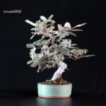 Eleagnus - Gumi - immagine 4