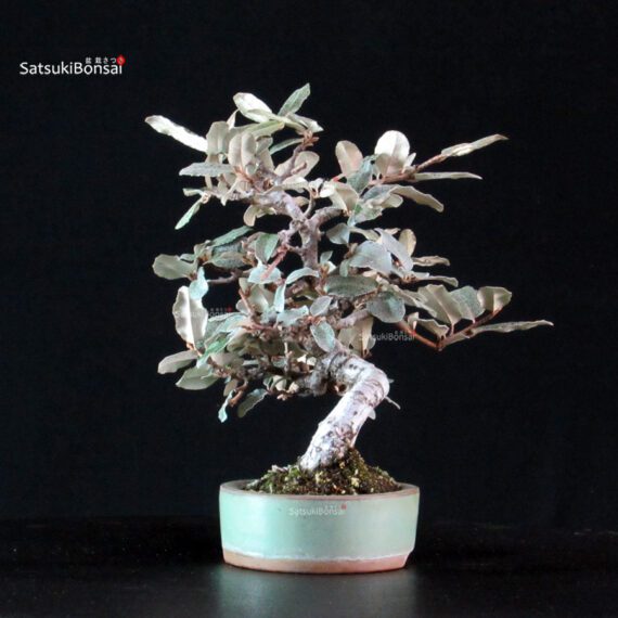 Eleagnus - Gumi - immagine 4