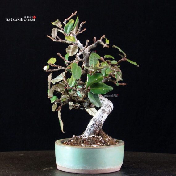 Eleagnus - Gumi - immagine 4