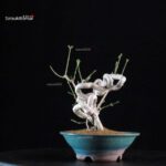 Euonymus sieboldianum - immagine 4