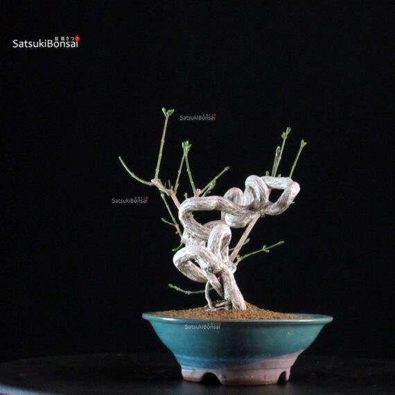 Euonymus sieboldianum - immagine 4