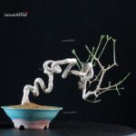 Euonymus sieboldianum - immagine 3