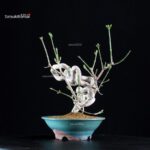 Euonymus sieboldianum - immagine 2