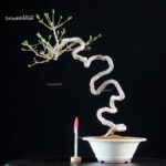 Euonymus sieboldianum