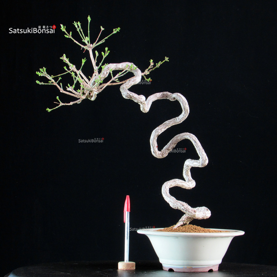 6332_1-Euonimus Euonymus sieboldianum - immagine 1