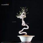 Euonymus sieboldianum - immagine 2