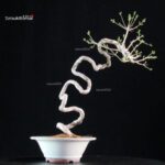 Euonymus sieboldianum - immagine 3