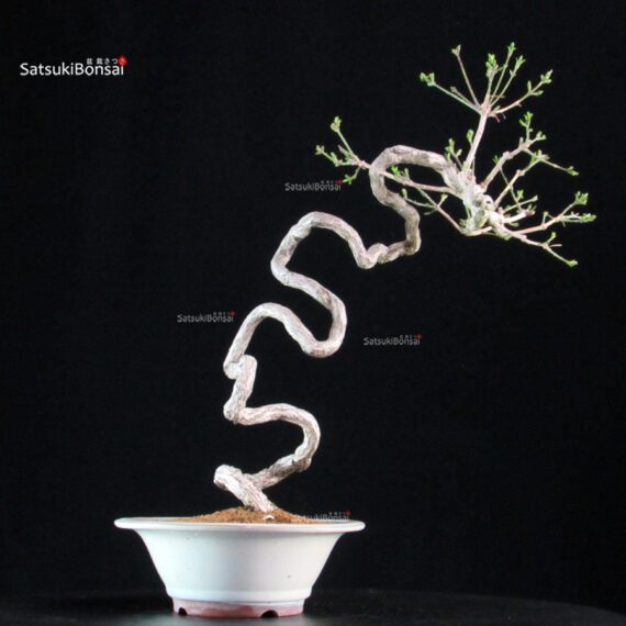 Euonymus sieboldianum - immagine 3