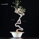 Euonymus sieboldianum - immagine 4