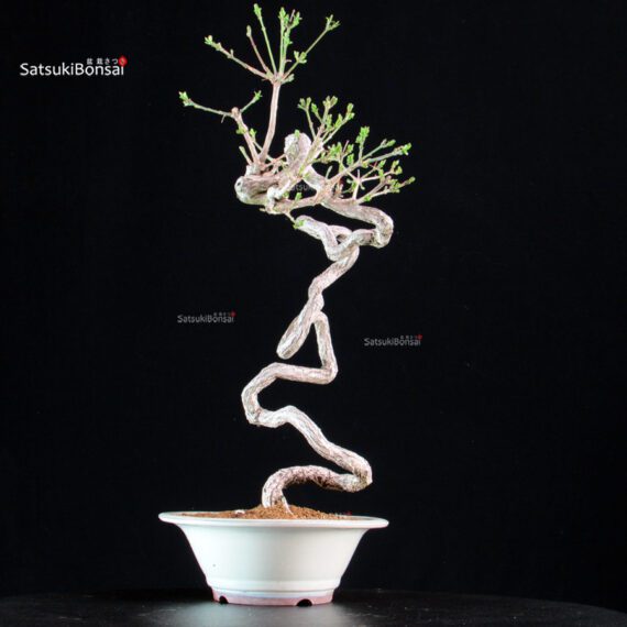 Euonymus sieboldianum - immagine 4