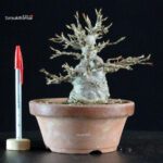 Acer Buergerianum - Kaede