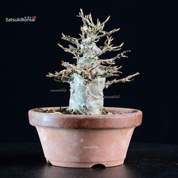 Acer Buergerianum - Kaede - immagine 2