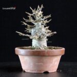 Acer Buergerianum - Kaede - immagine 4