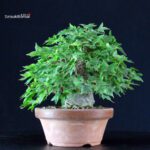 Acer Buergerianum - Kaede
