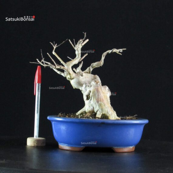 Lagerstroemia Indica - immagine 6