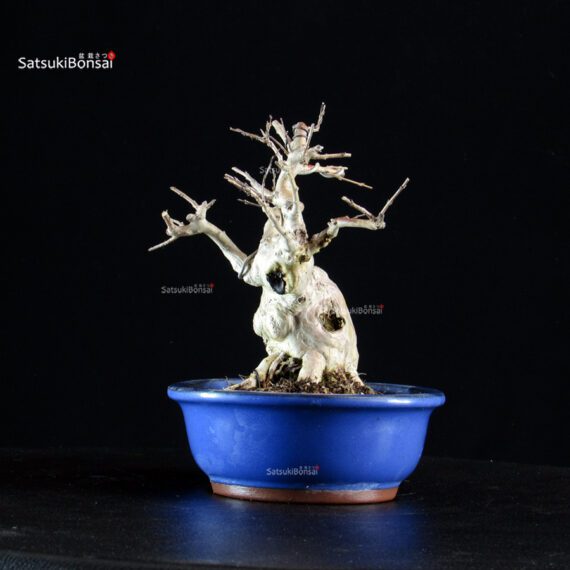 Lagerstroemia Indica - immagine 2