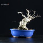 Lagerstroemia Indica - immagine 3