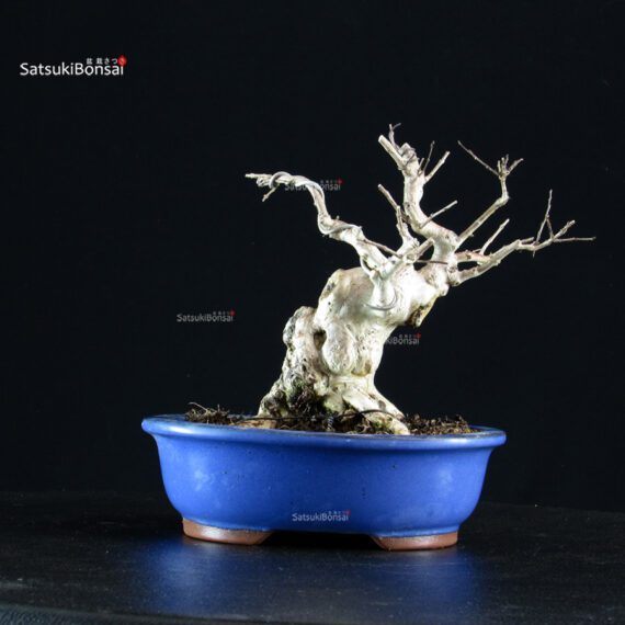 Lagerstroemia Indica - immagine 3