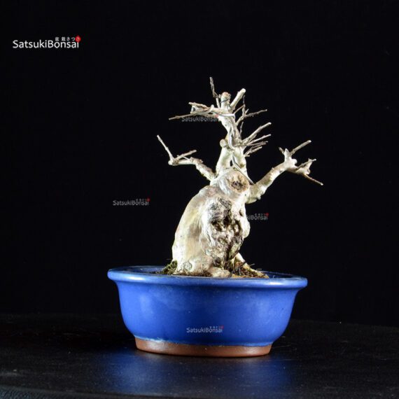 Lagerstroemia Indica - immagine 4