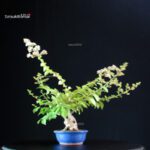 Lagerstroemia Indica - immagine 3