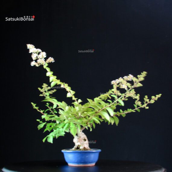 Lagerstroemia Indica - immagine 3