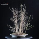 Stewartia Monadelpha - Himeshara - immagine 2
